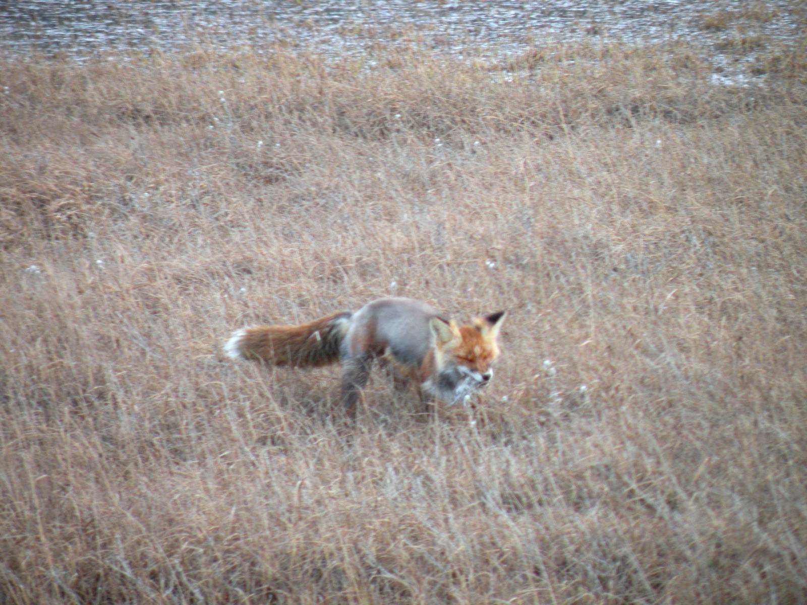 Red Fox