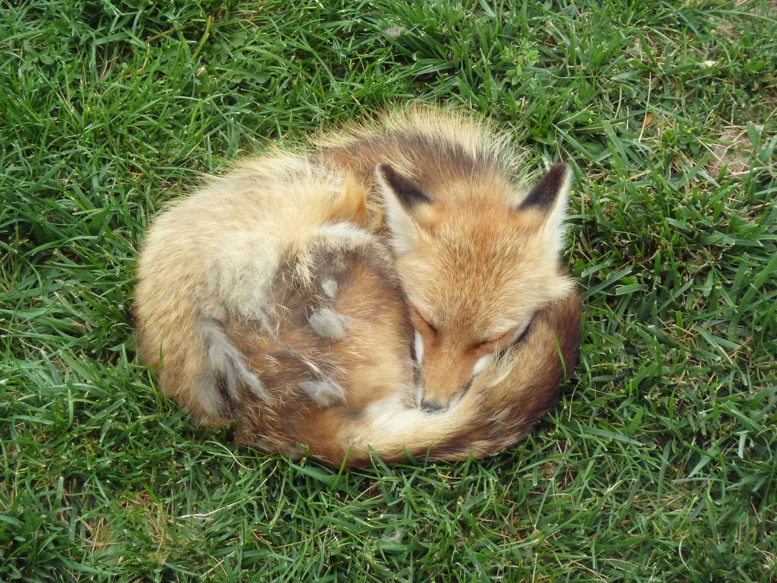 Red Fox