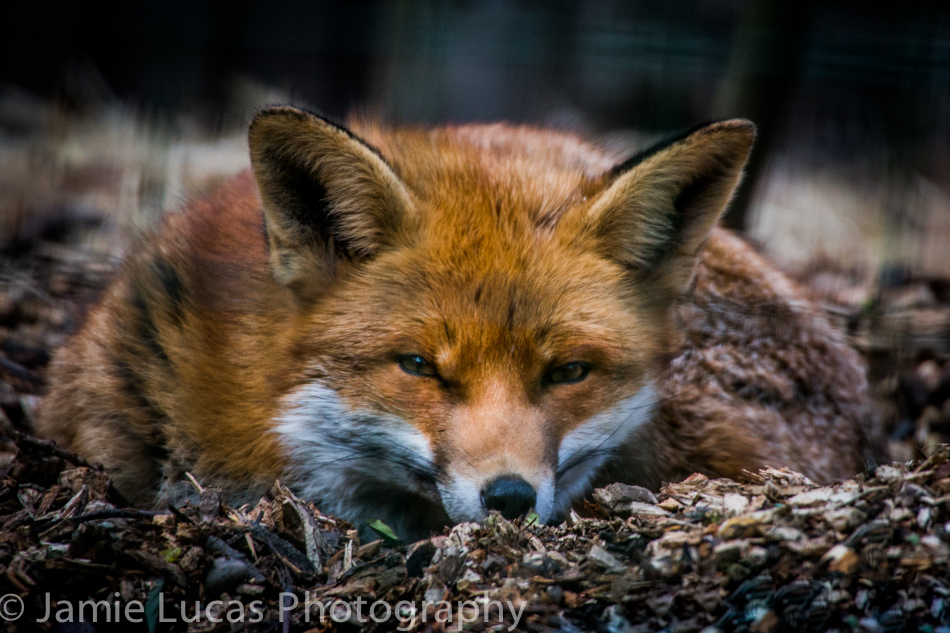 Red Fox