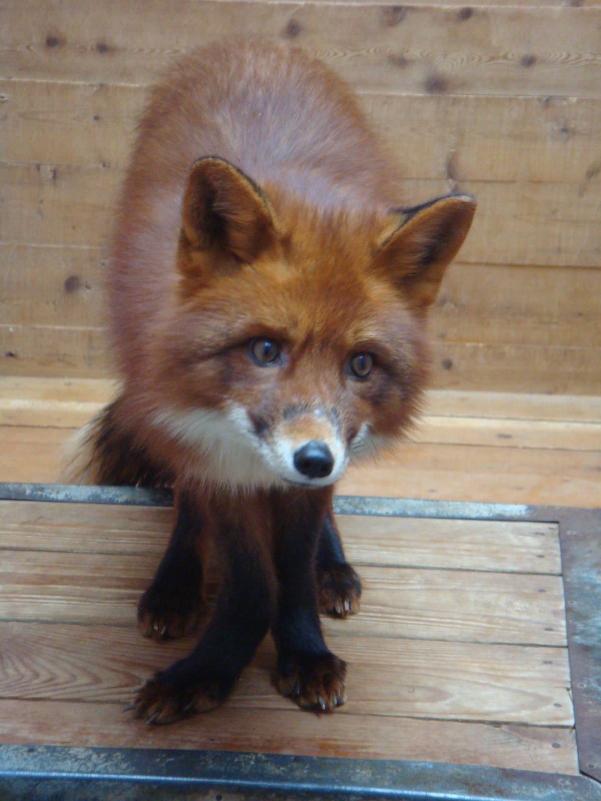 Red fox