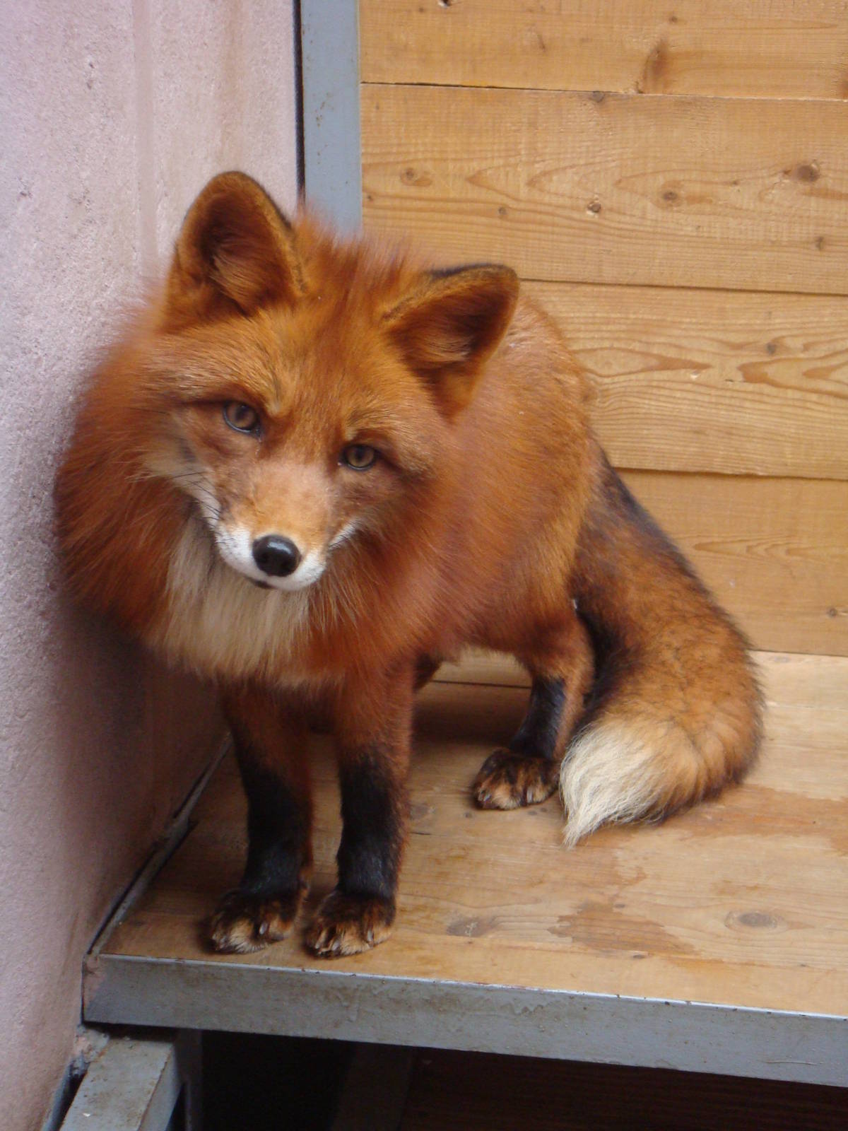 Red fox