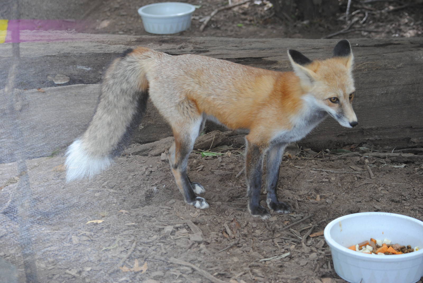 Red Fox