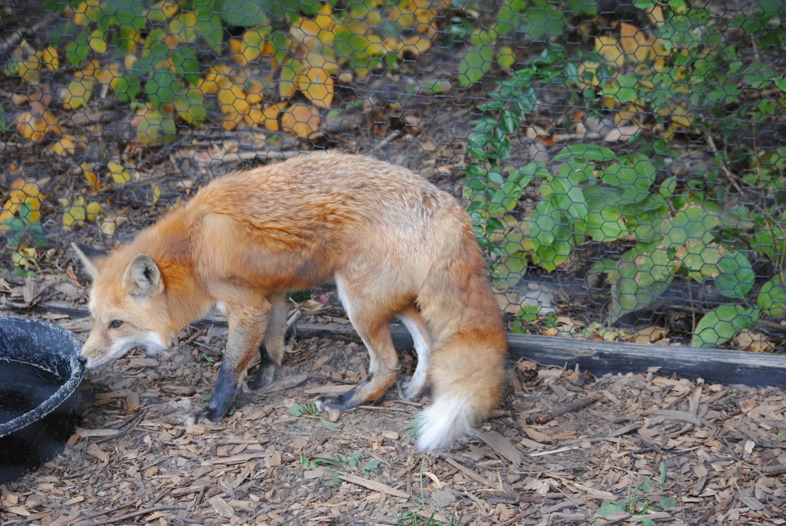 Red Fox