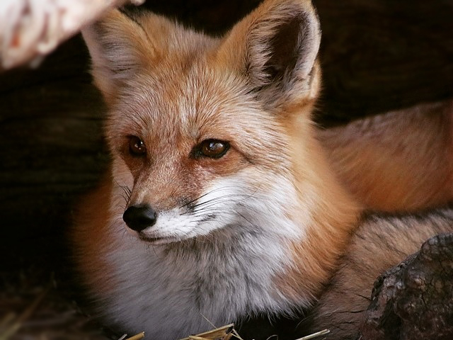 Red Fox