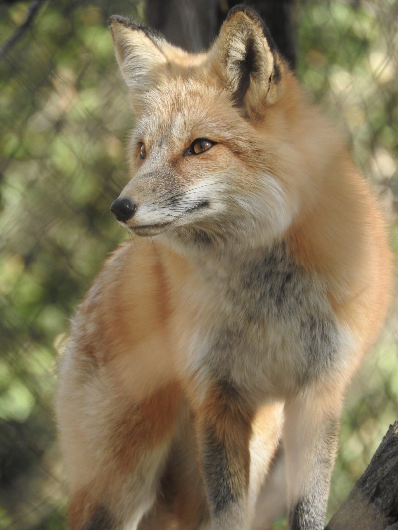 Red Fox