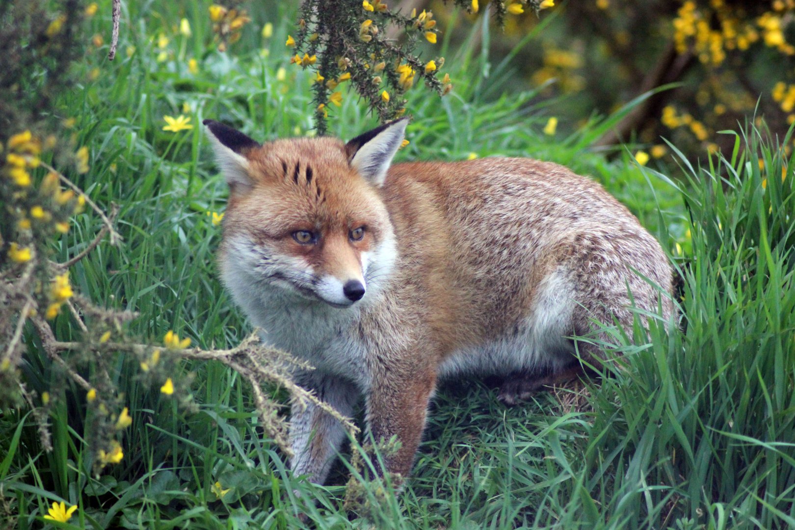 Red Fox