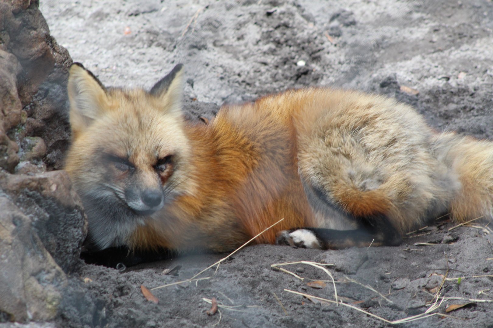 Red Fox