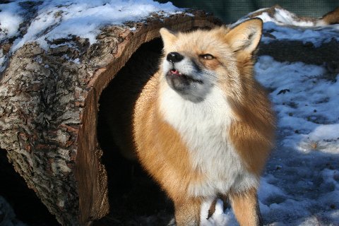 Red Fox