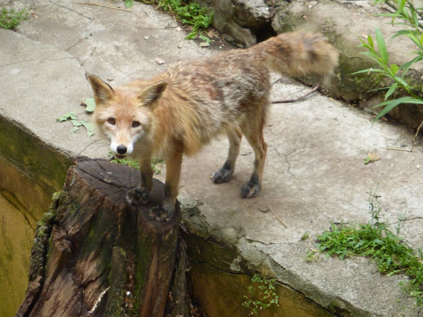 Red fox