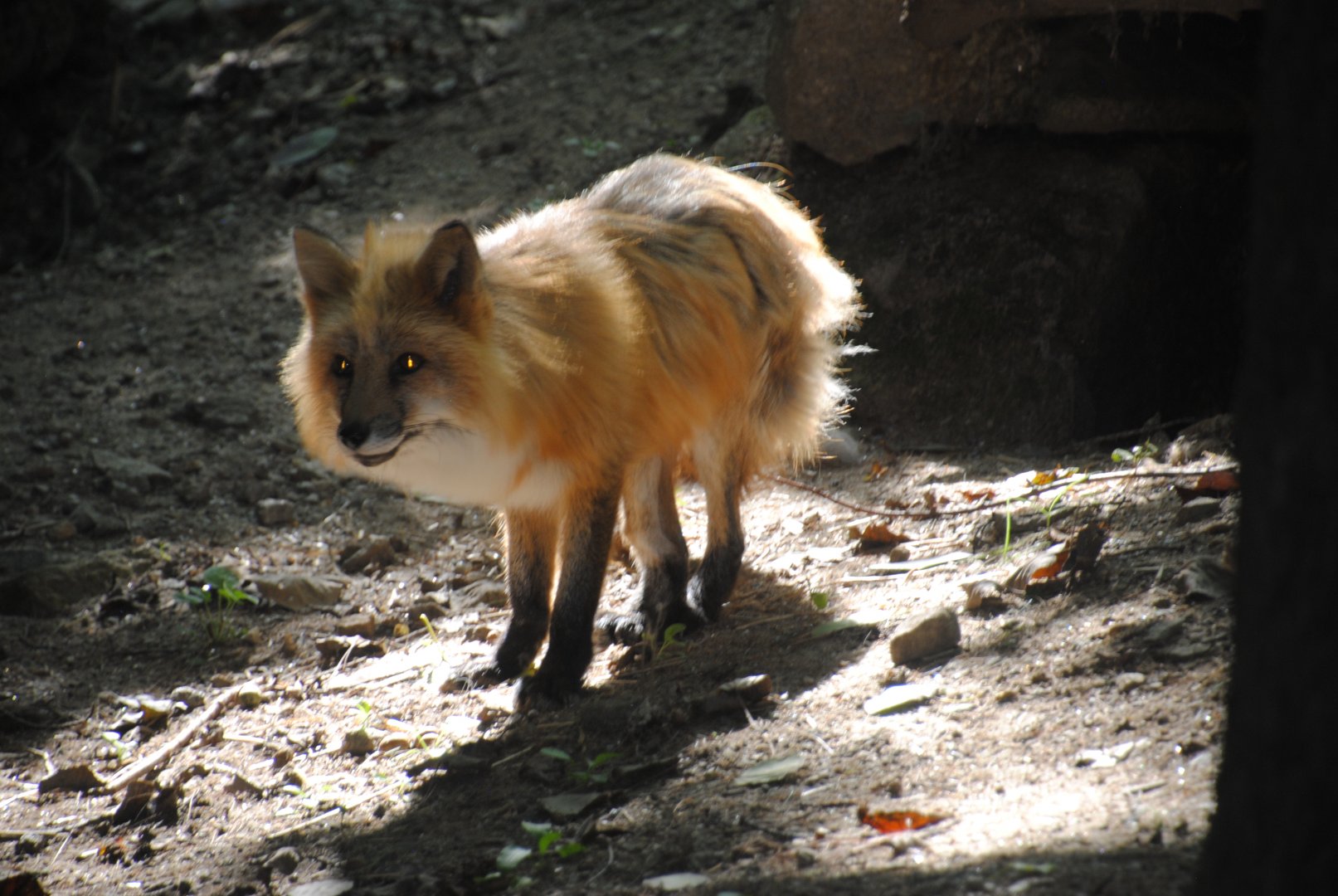 Red Fox