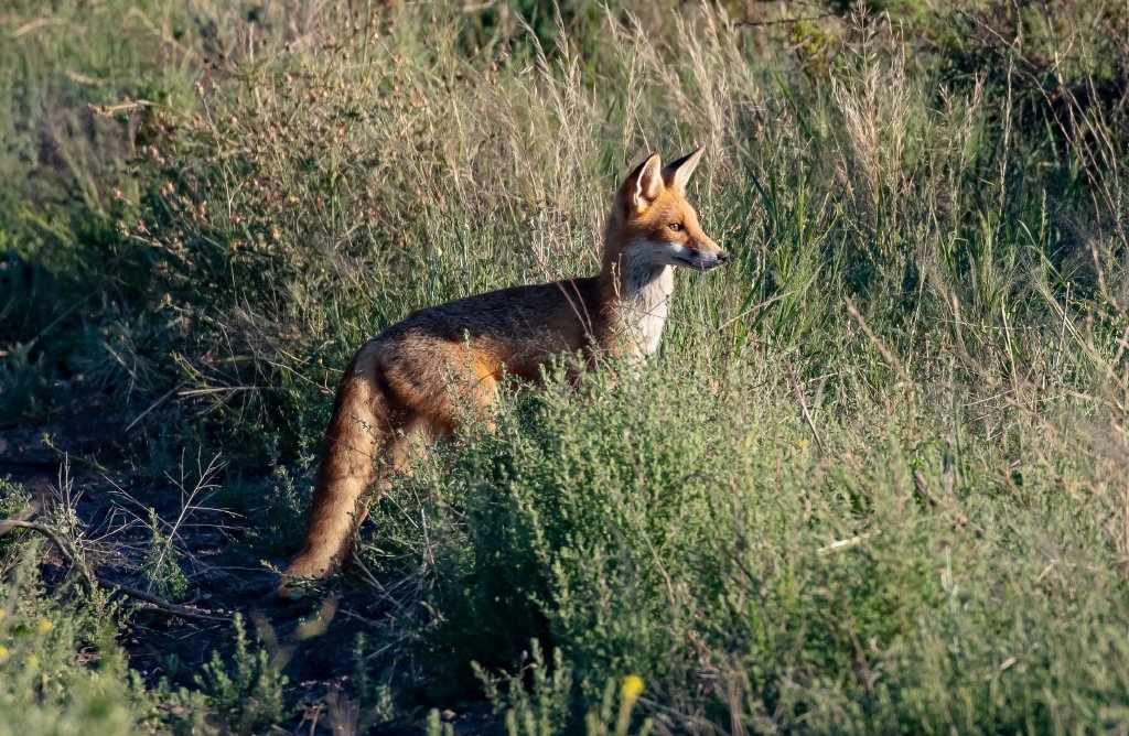 Red Fox