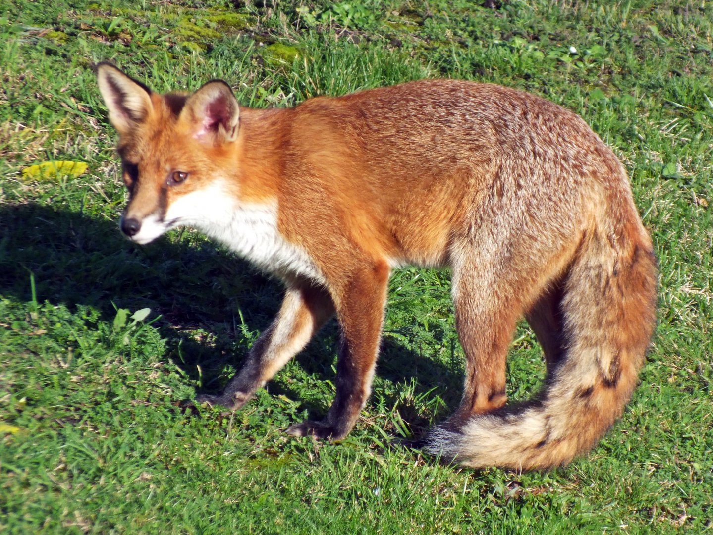 Red fox