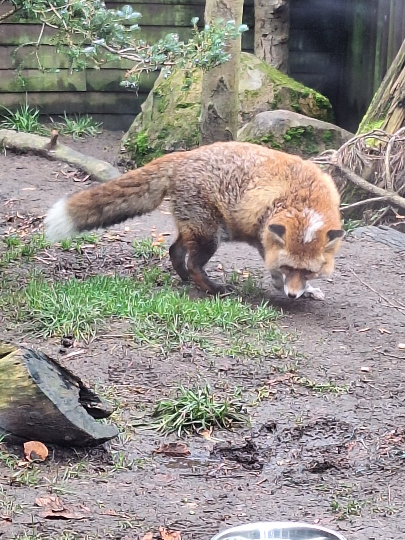 Red Fox