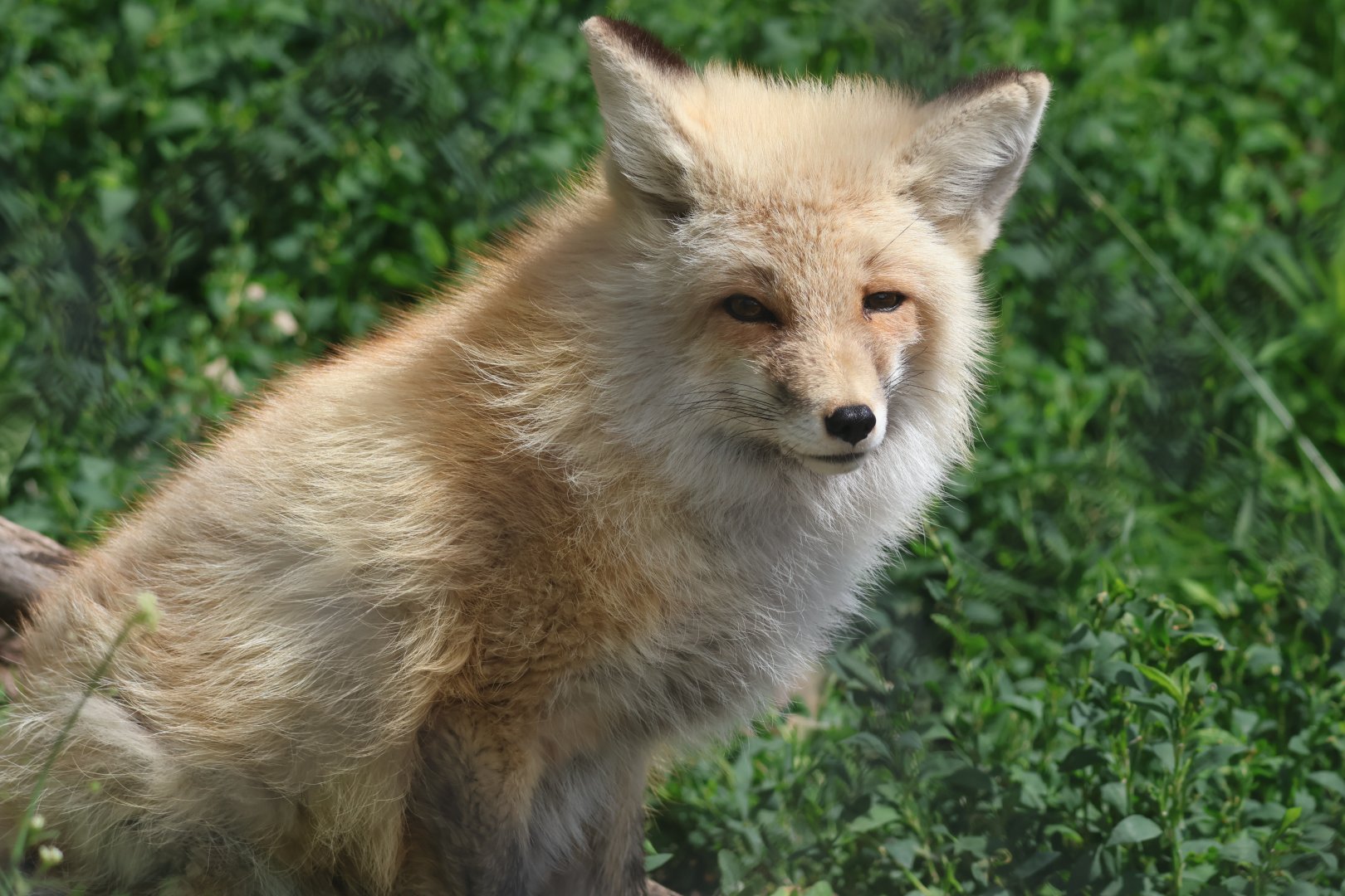 Red Fox