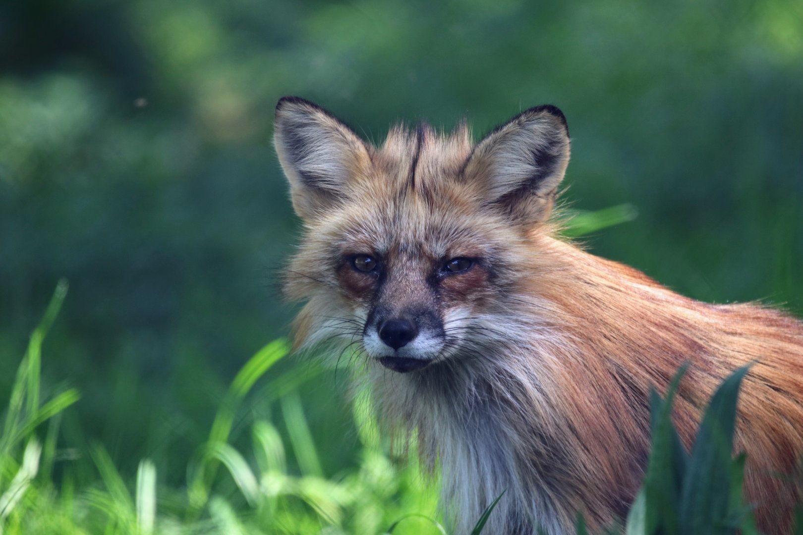 Red fox