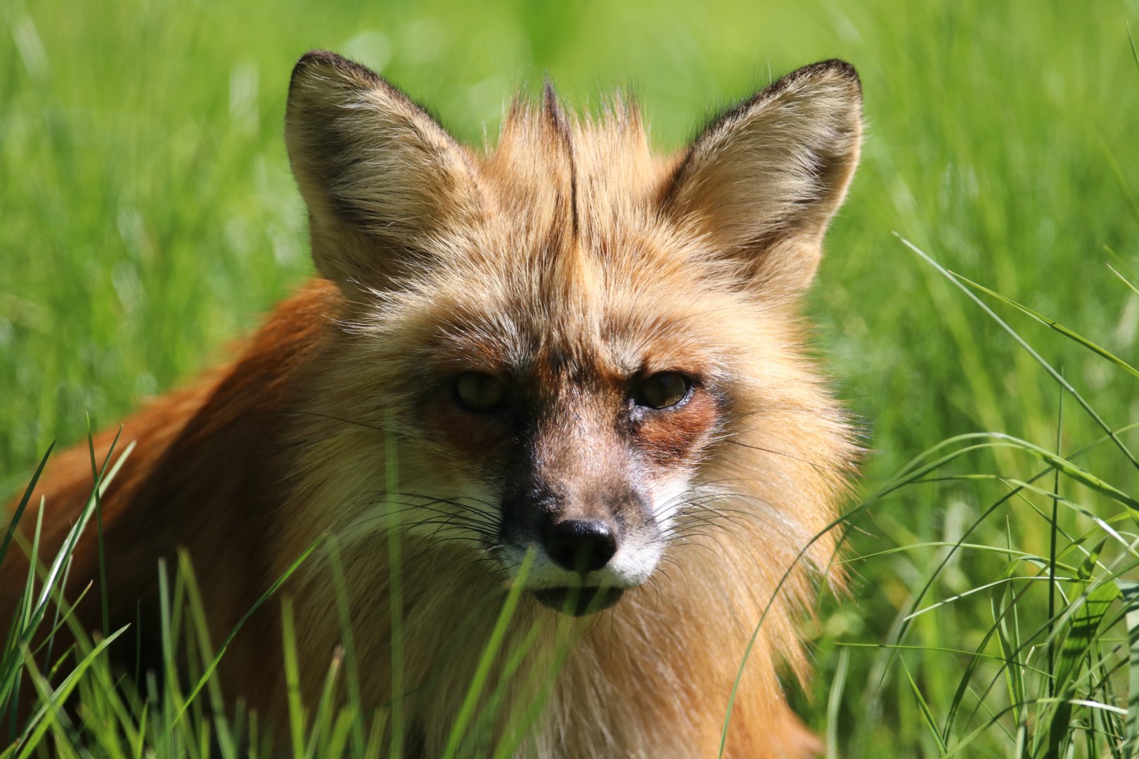 Red fox