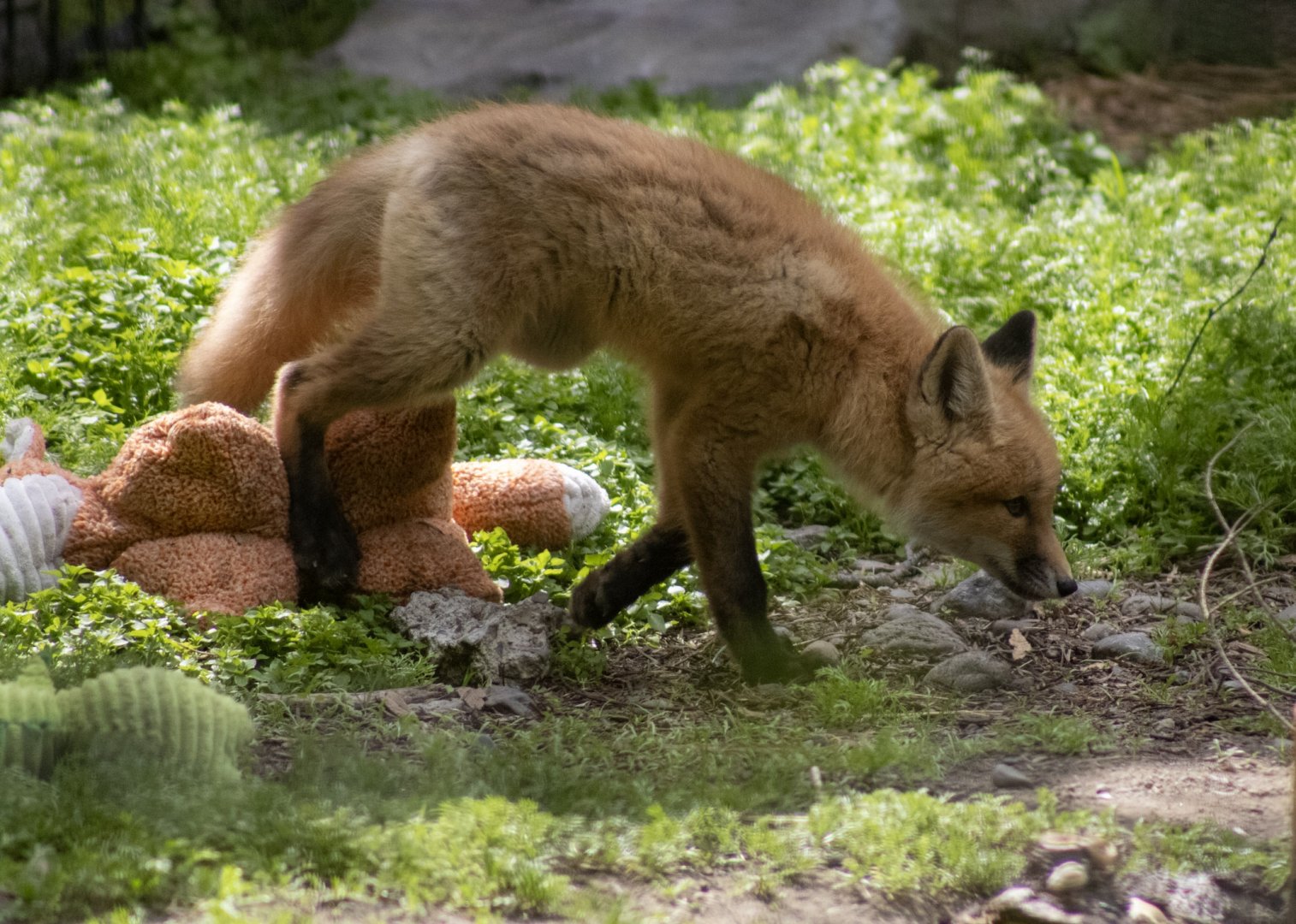 Red Fox