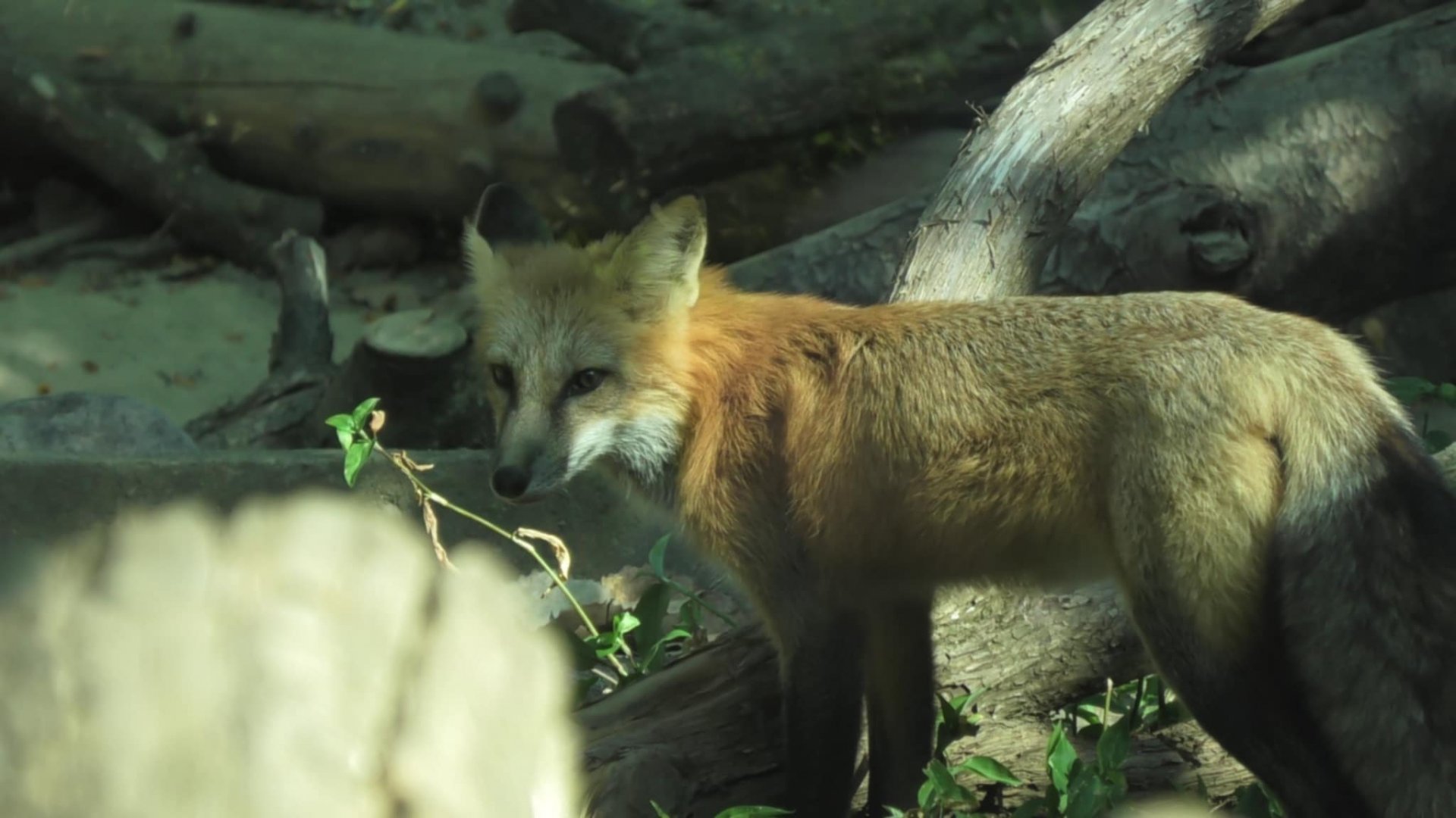 Red fox
