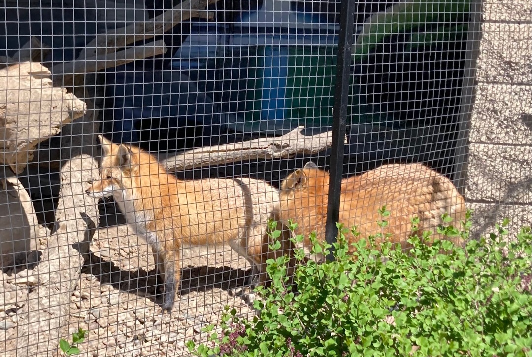 Red Foxes (4/19/24)