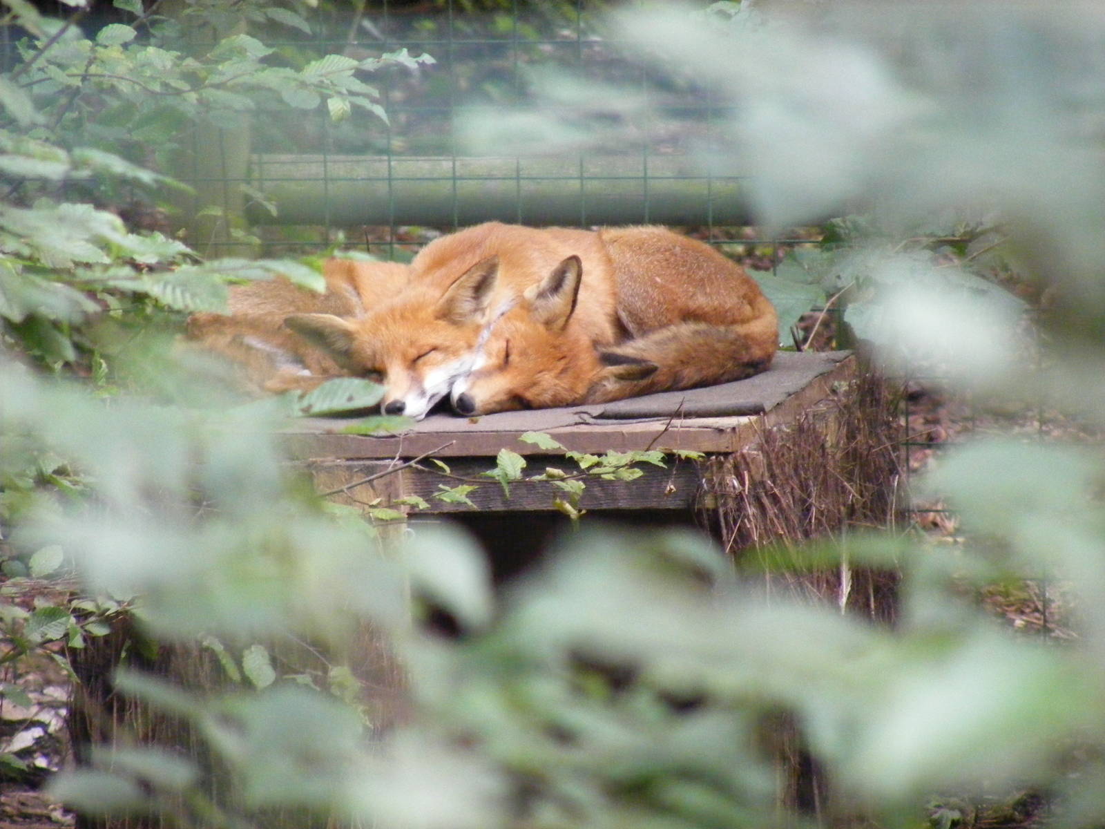 Red foxes at Paradise Wildlife Park, 5 September 2010