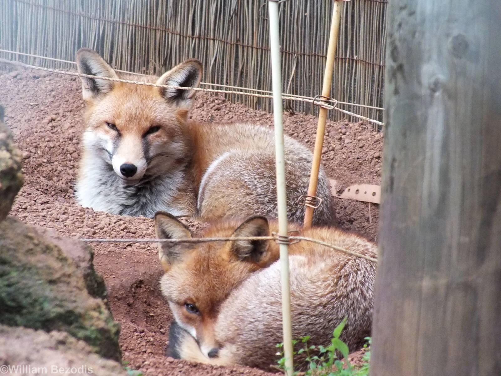 Red Foxes - Caversham Wildlife Park