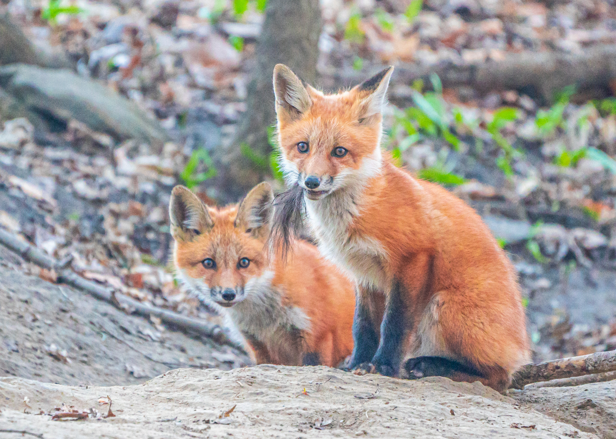 Red Foxes Kits