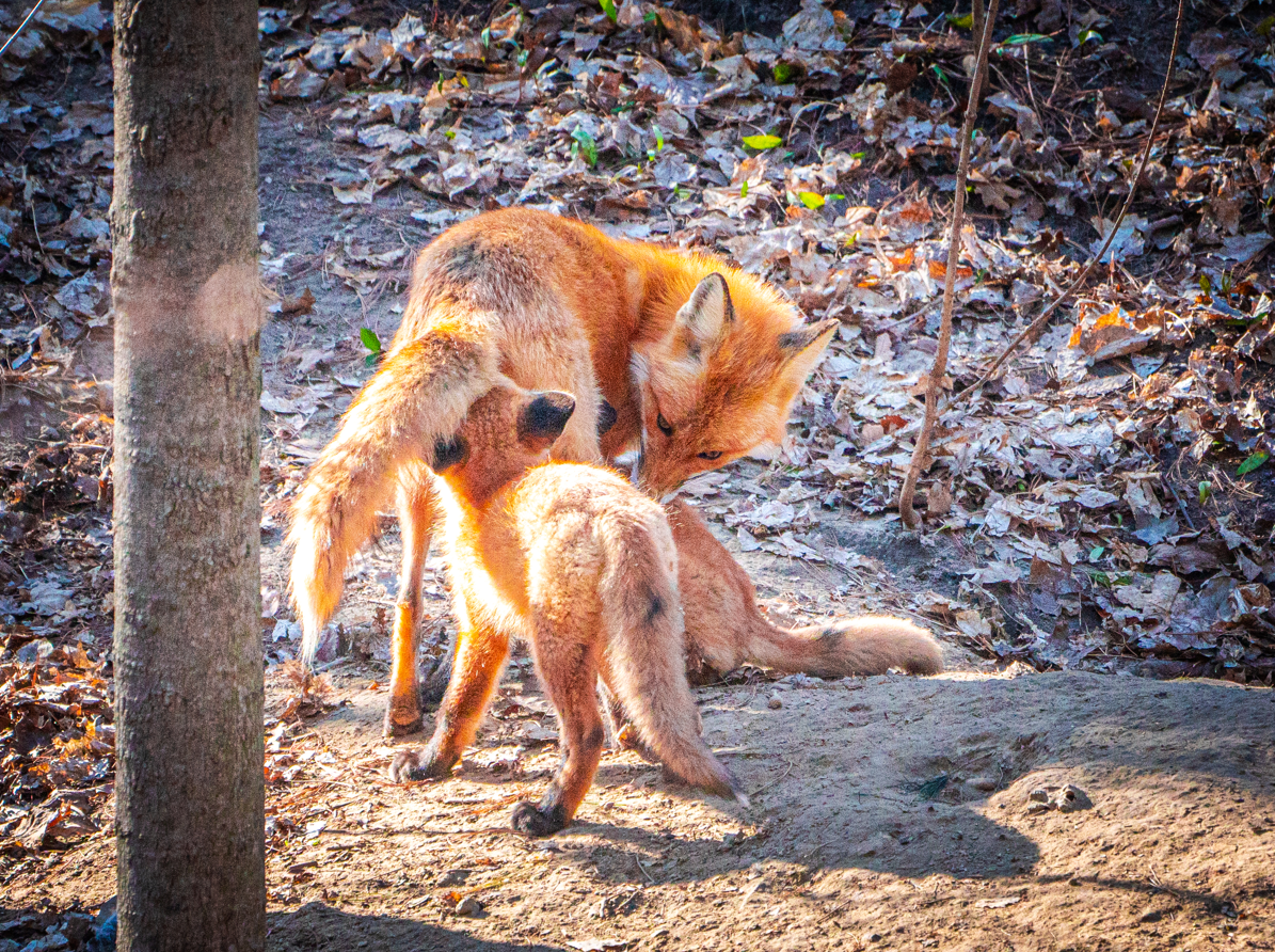 Red Foxes mom and pups