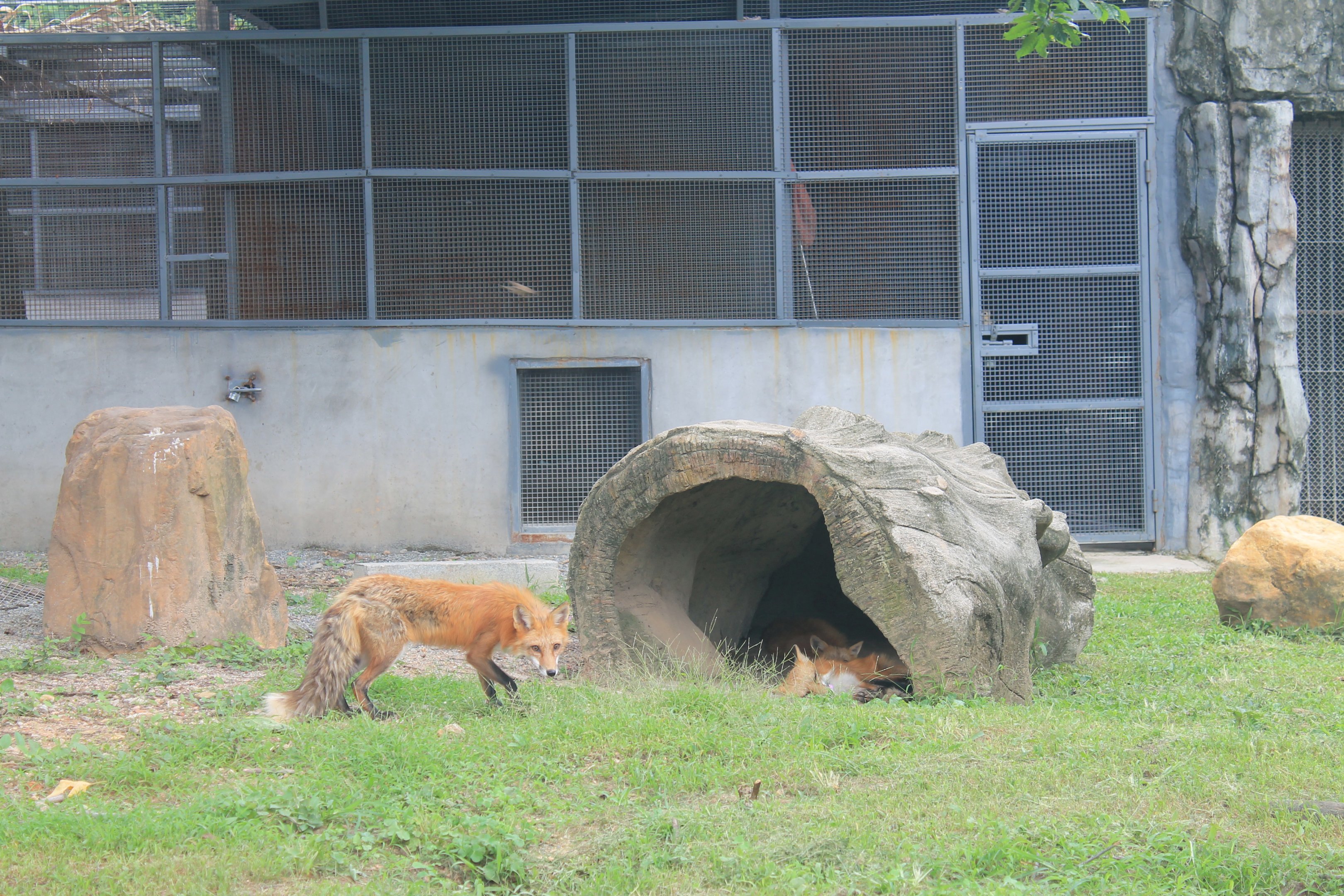 Red Foxes (Vulpes vulpes)