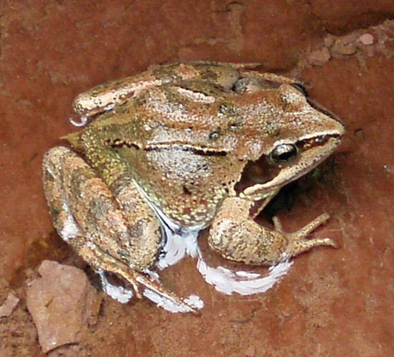 Red frog (Rana temporaria)