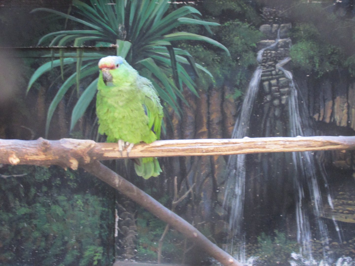 red fronted amazon parrot buin zoo