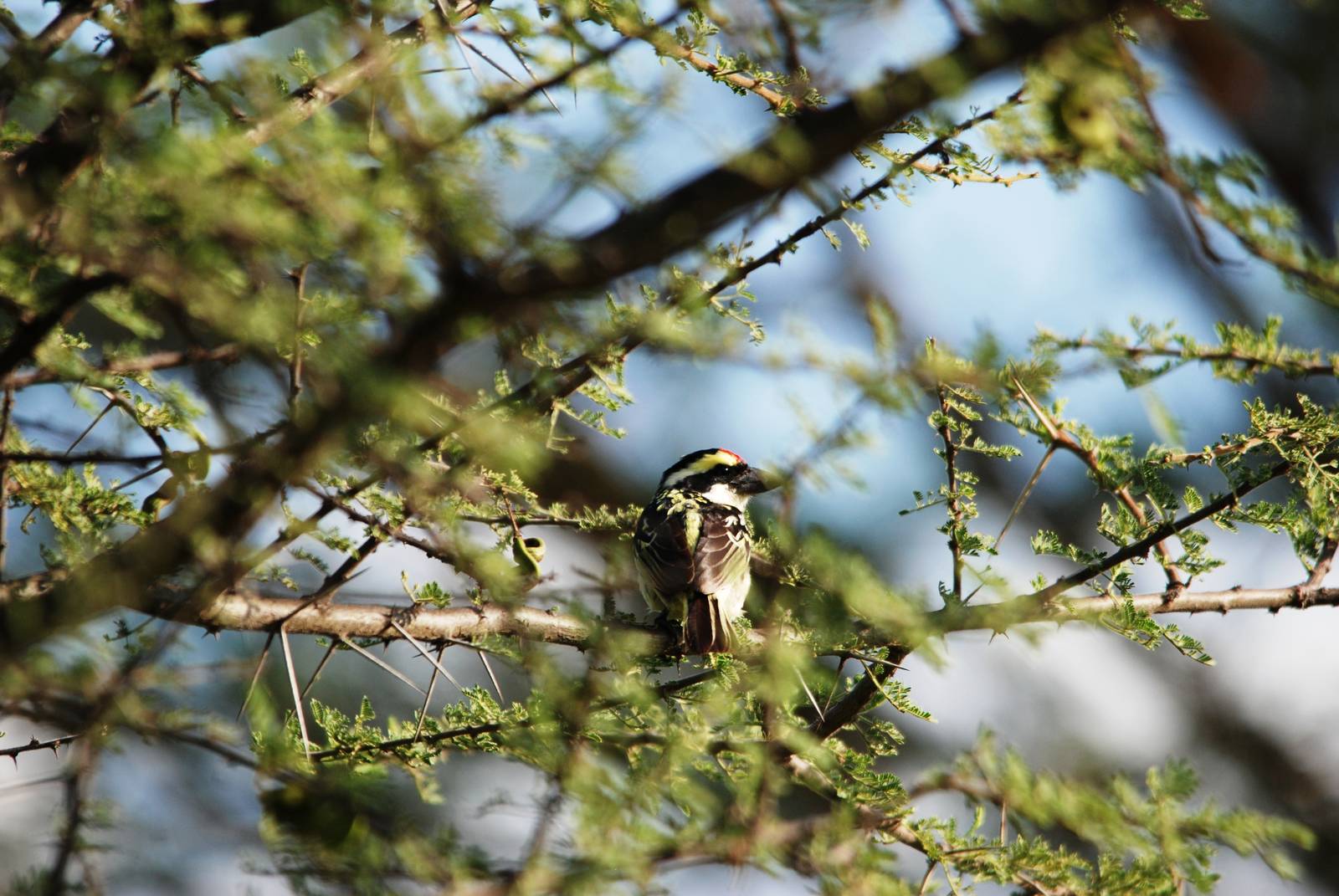 Red-fronted Barbet at Abijatta-Shalla NP, 13/10/14