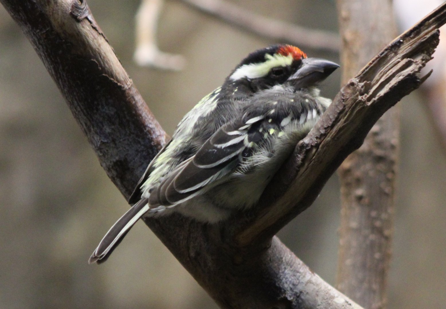 Red-fronted barbet - Tricholaema diademata
