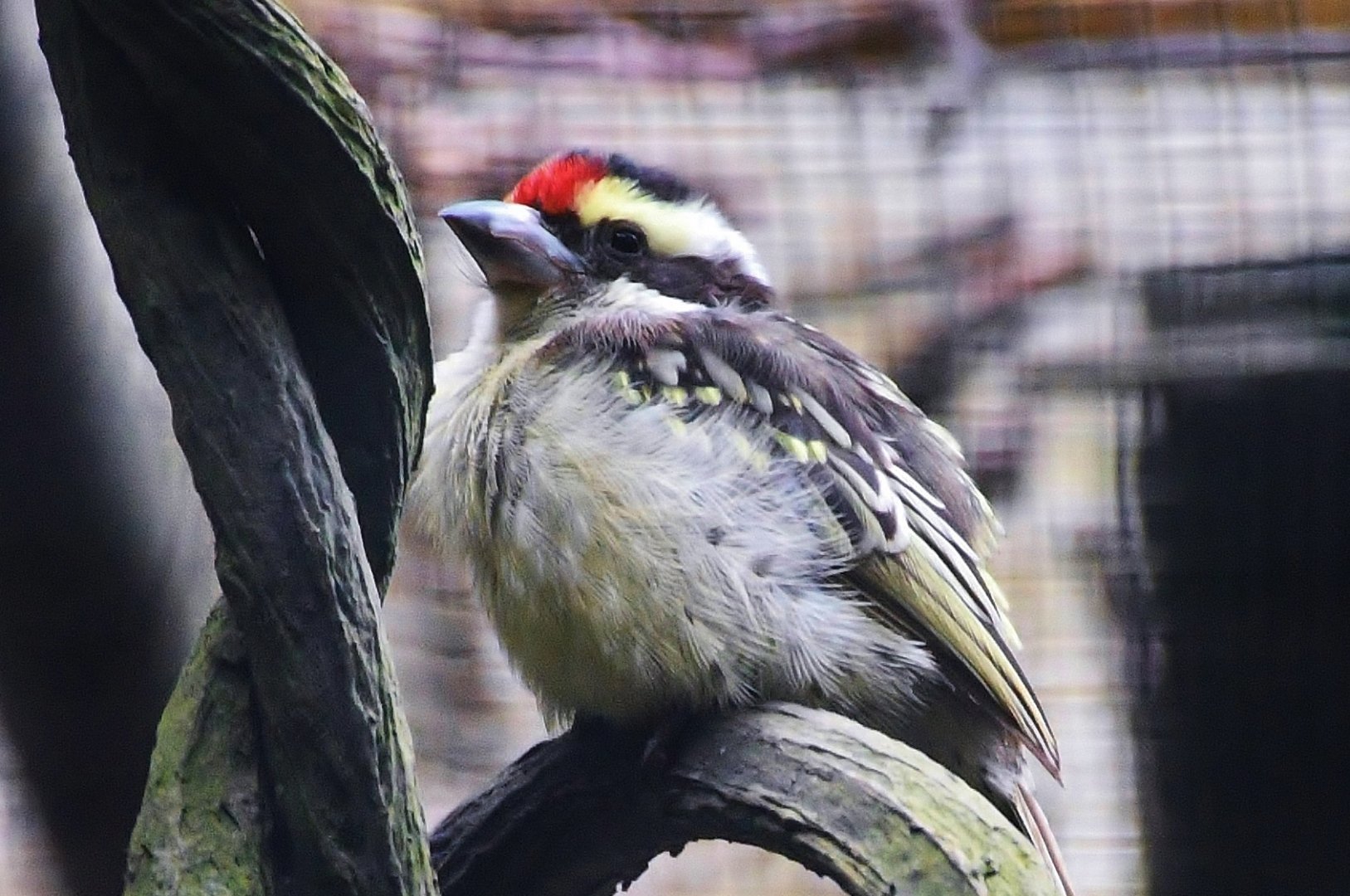 Red-fronted Barbet (Tricholaema diademata)
