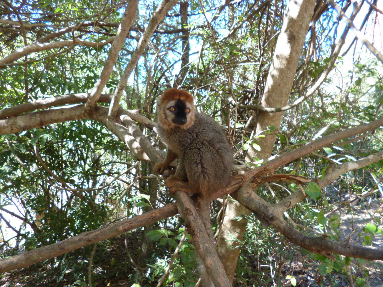 Red-Fronted Brown in Isalo
