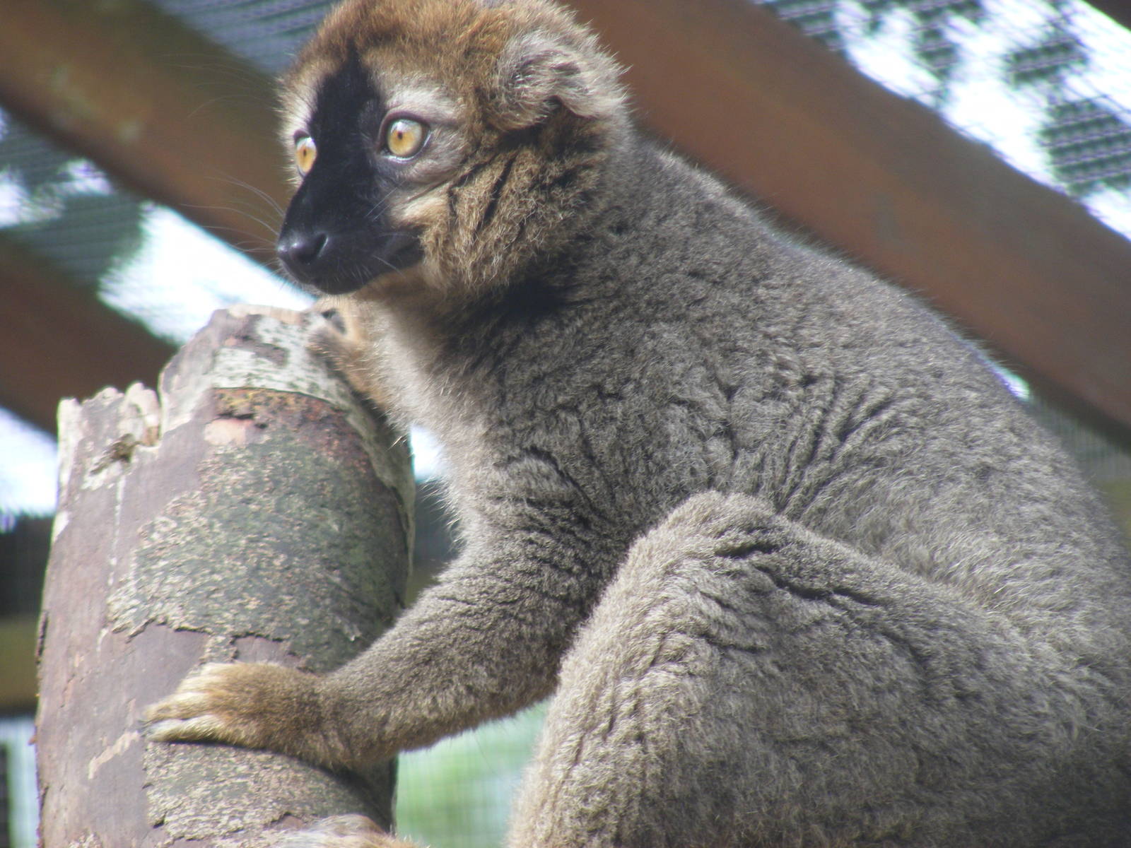 Red fronted brown lemur at Wingham Wildlife Park, 15 August 2010