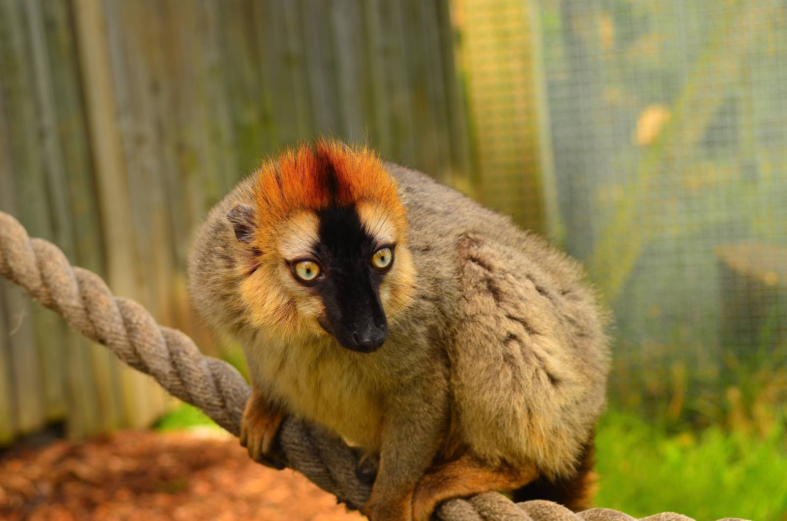 Red-fronted Brown Lemur (Eulemur rufifrons)