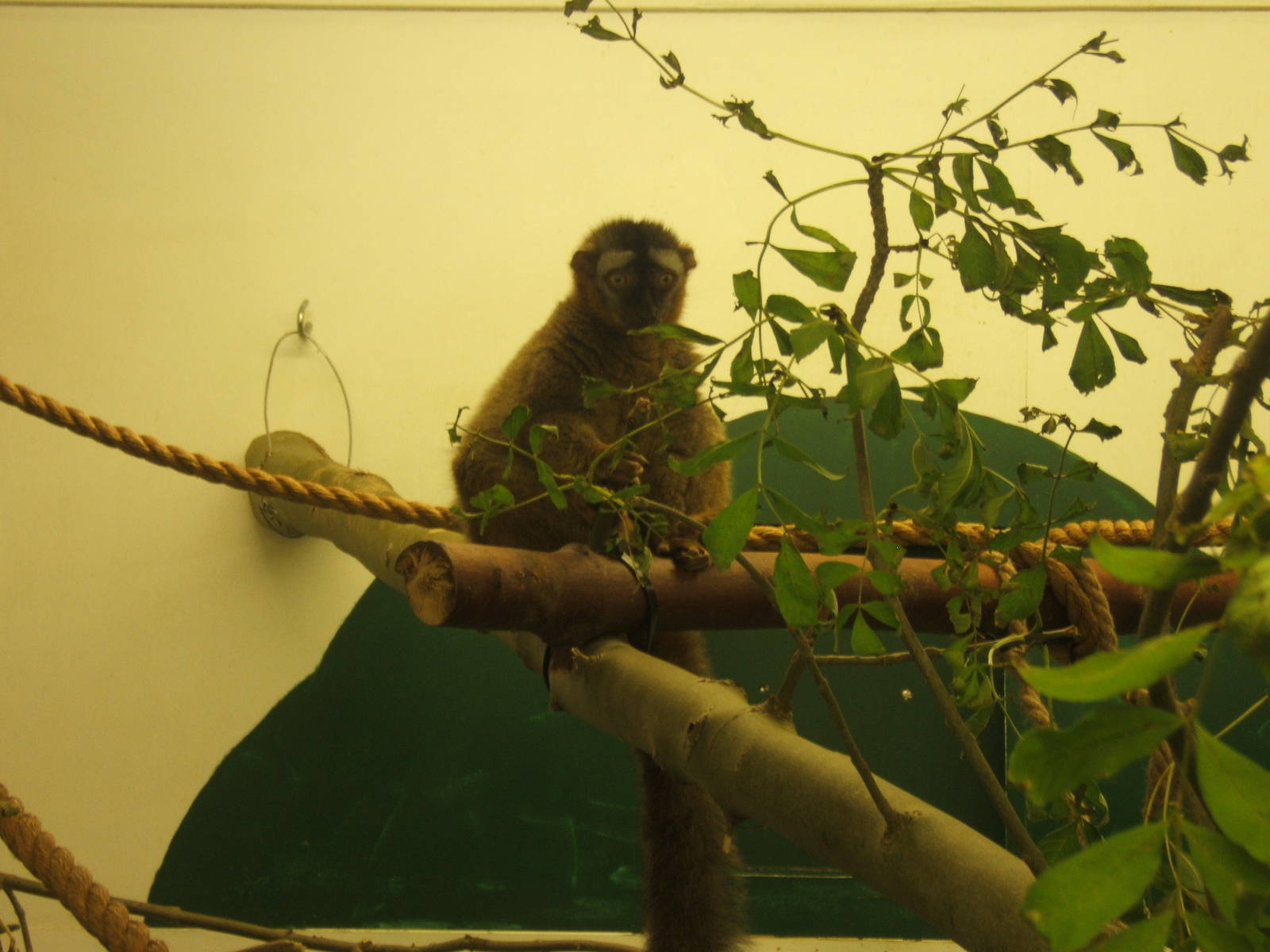Red-fronted Brown Lemur (Eulemur rufifrons)