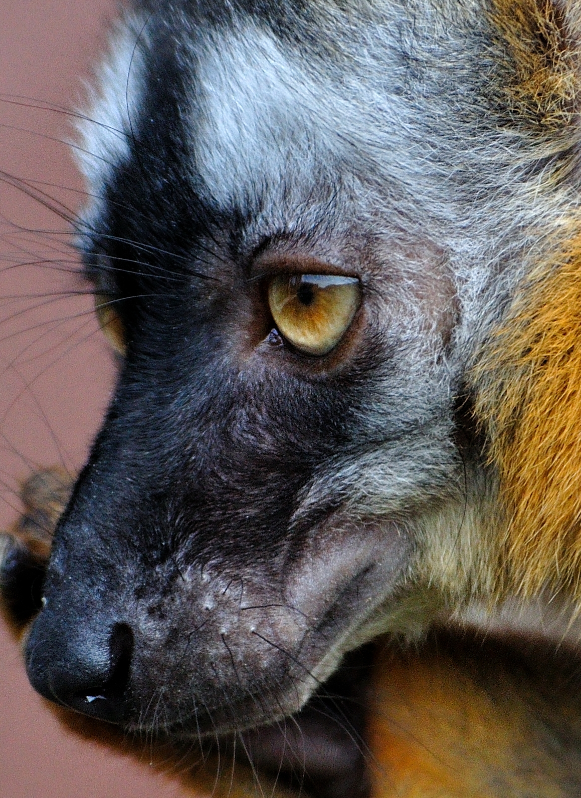 Red fronted brown lemur - Eulemur rufus