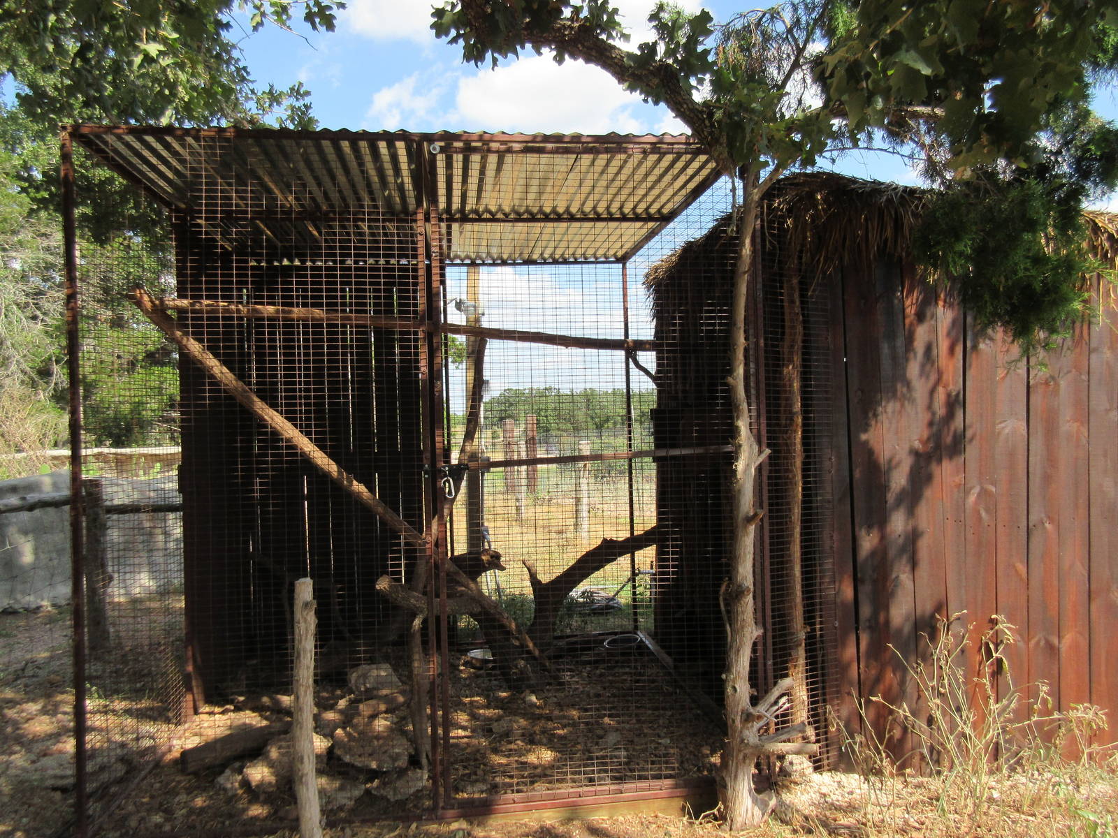 Red-Fronted Brown Lemur Exhibit