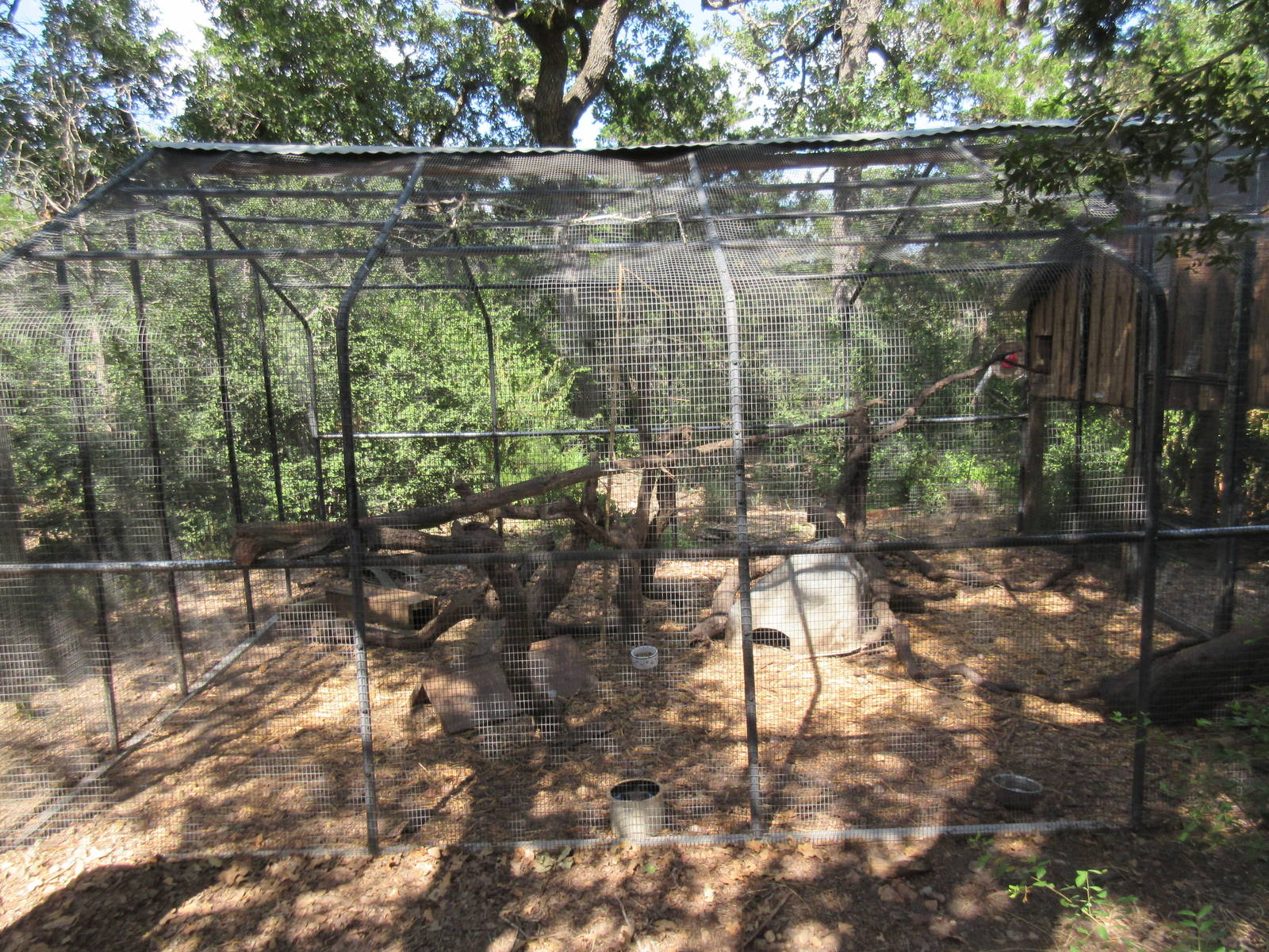 Red-Fronted Brown Lemur Exhibit