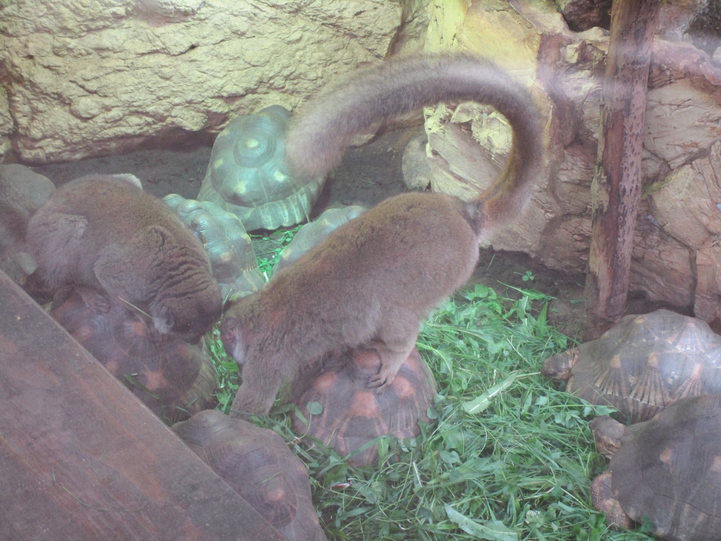 Red-fronted Brown Lemur & Radiated Tortoise