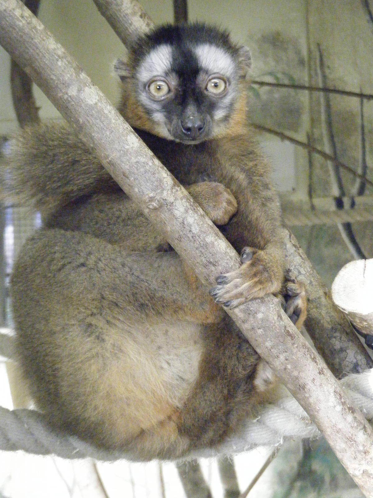 Red Fronted Brown Lemur