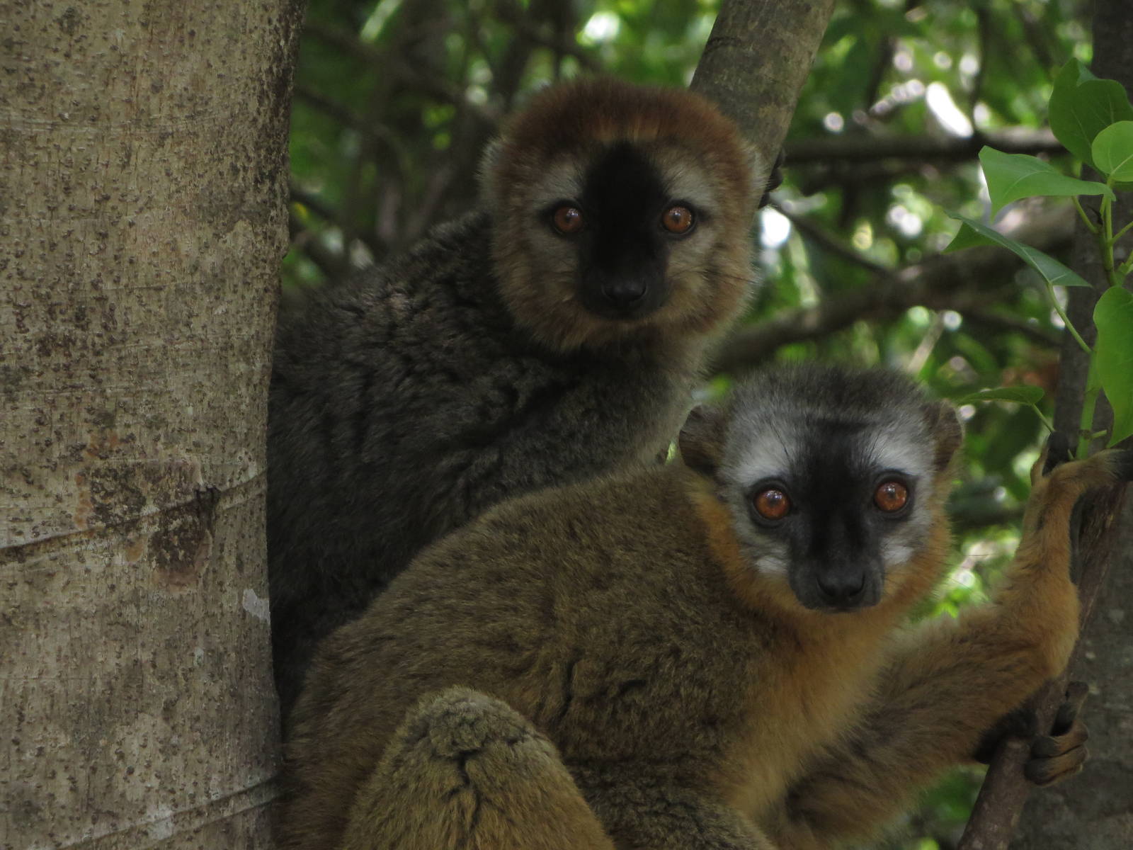 Red-fronted brown lemur