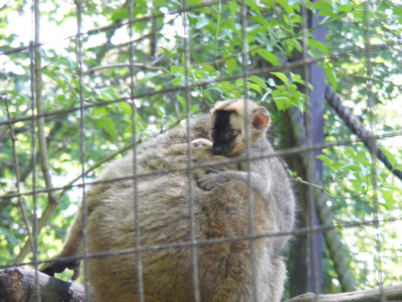 Red fronted brown lemurs at Lakeland Wildlife Oasis, 14 June 2011