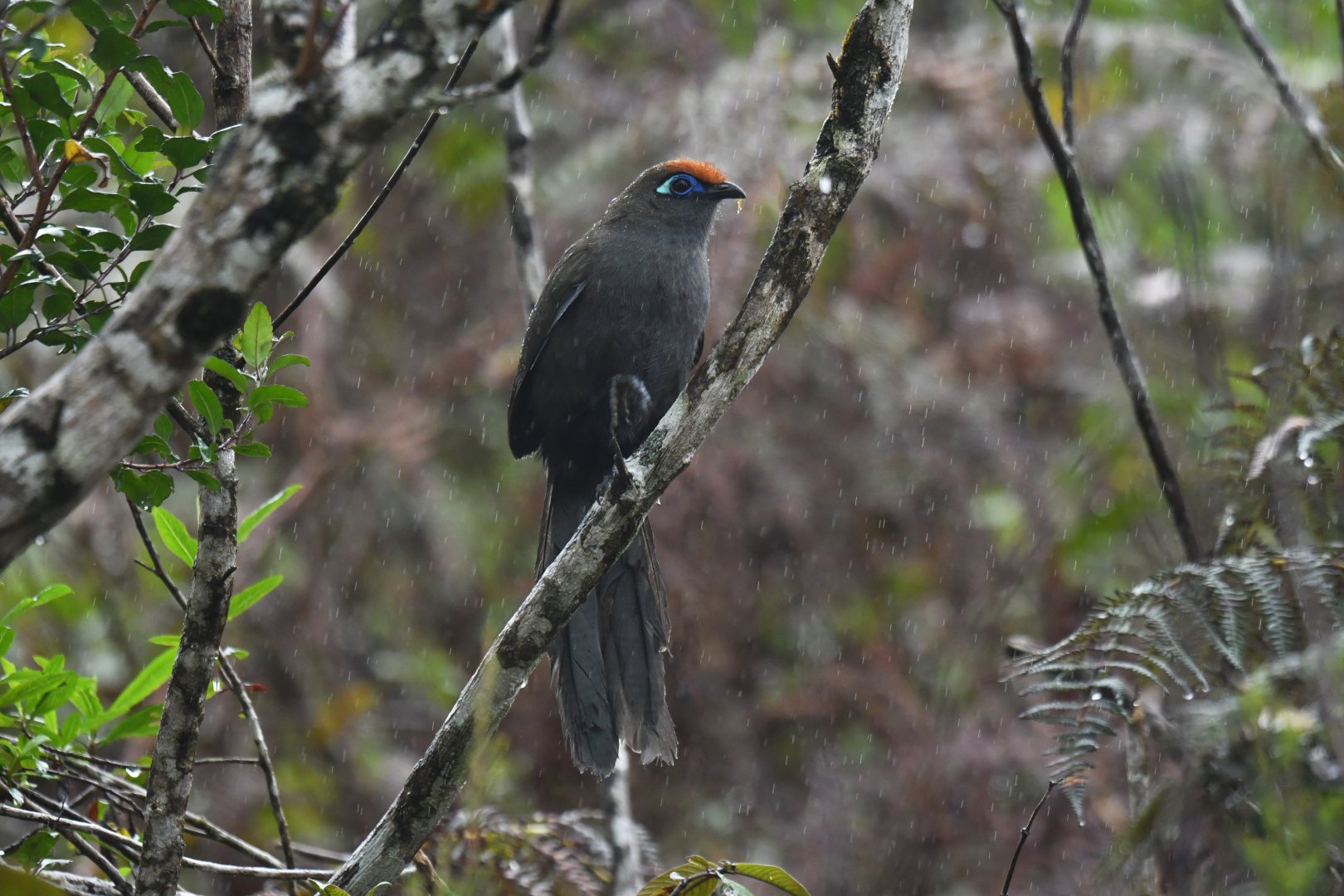 Red-fronted Coua Coua reynaudii