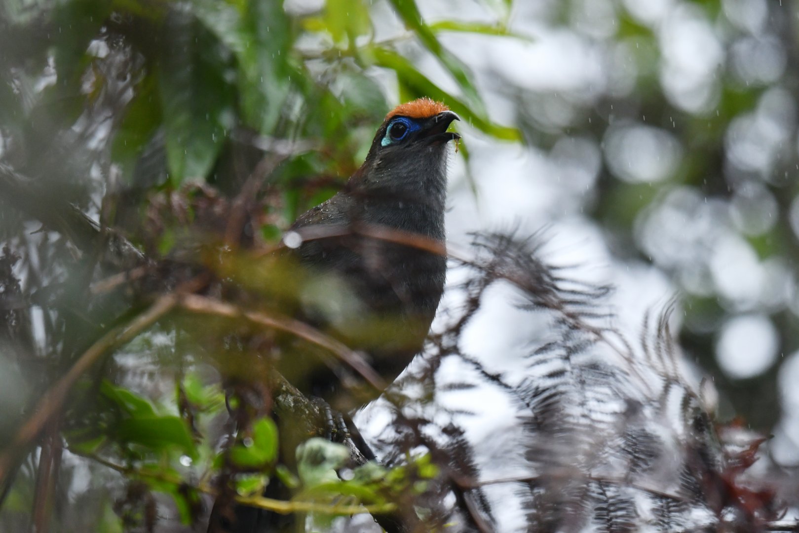 Red-fronted Coua Coua reynaudii