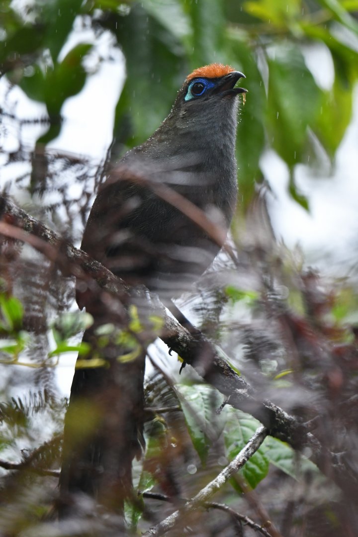 Red-fronted Coua Coua reynaudii