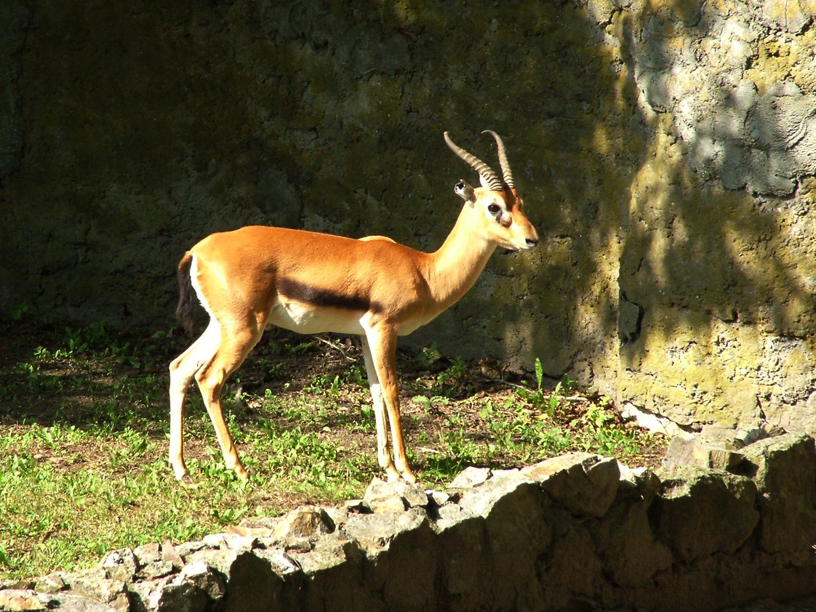 Red-fronted Gazelle at Warsaw, 10/09/2008