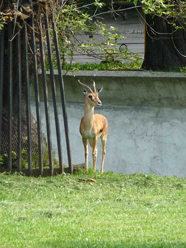 Red-fronted Gazelle (Eudorcas rufifrons), September 2008