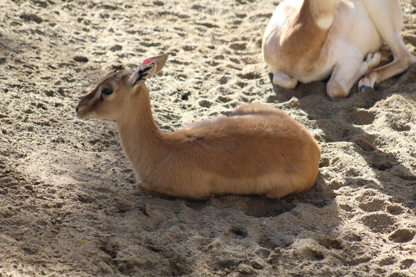 Red-Fronted Gazelle Fawn